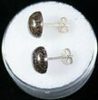 Agatized Dinosaur Bone Earrings/Studs #12467-1